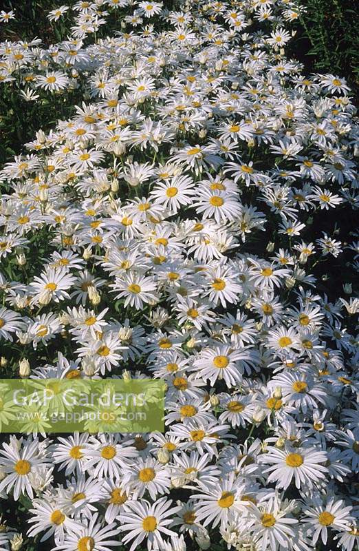 shasta daisy Leucanthemum x superbum