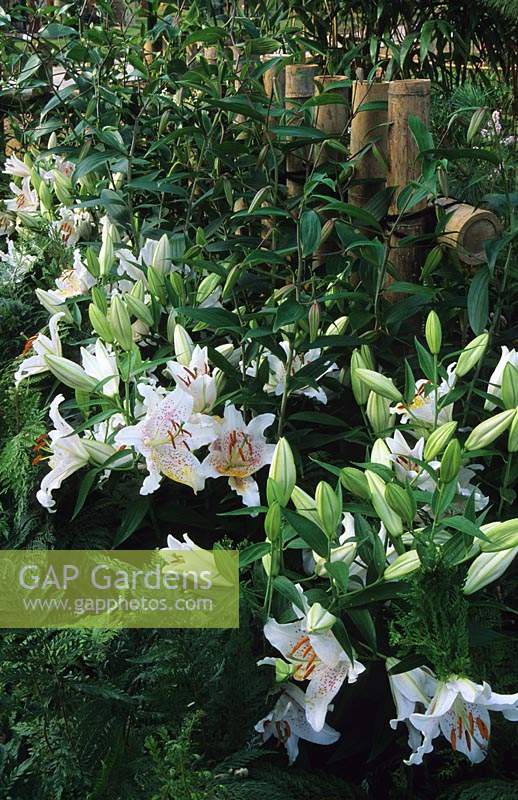 Hampton Court Flower Show 1999 Design The Garden Gang row of white lillies Lilium Imperial Silver