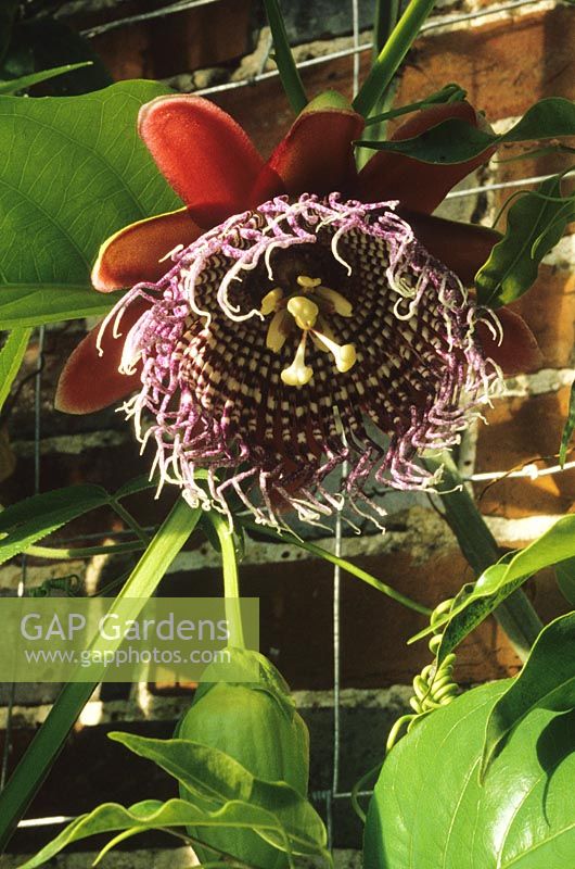 Passion Flower Passiflora quadrangularis