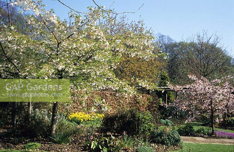 Barnsdale Rutland Geoff Hamilton s garden in Spring with flowering cherries and view across garden