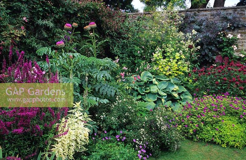 Bosvigo House Cornwall corner of walled garden with mixed colour themed border Lythrum Lady Sackville Melianthus major Hosta