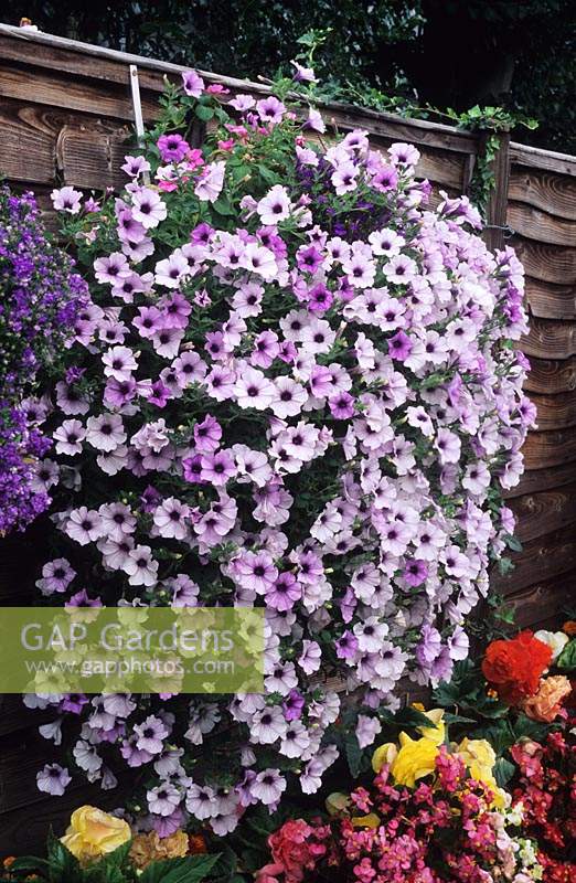 Usk Gwent Petunia surfina in hanging basket on fence