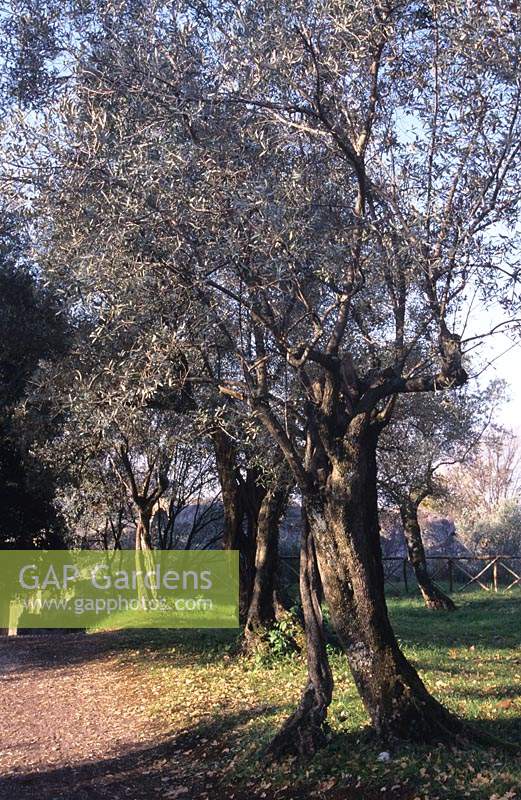 Hadrian s Villa Tivoli Italy old hollow olive tree Olea europaea