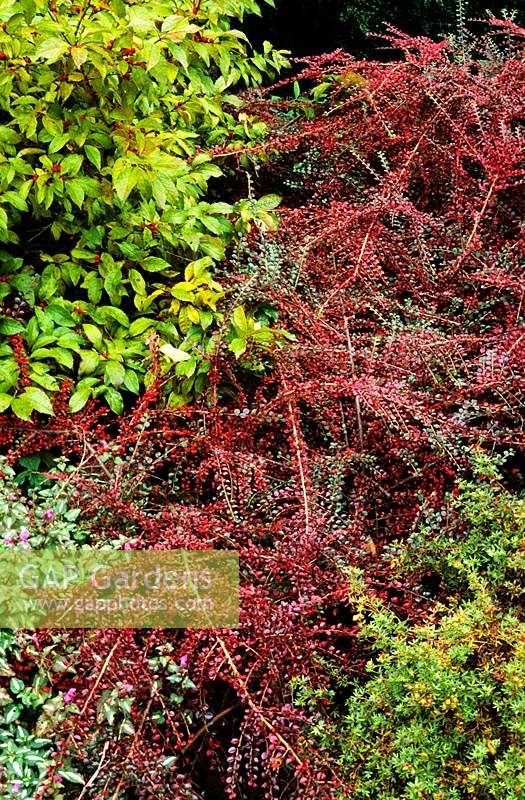 Cotoneaster horizontalis