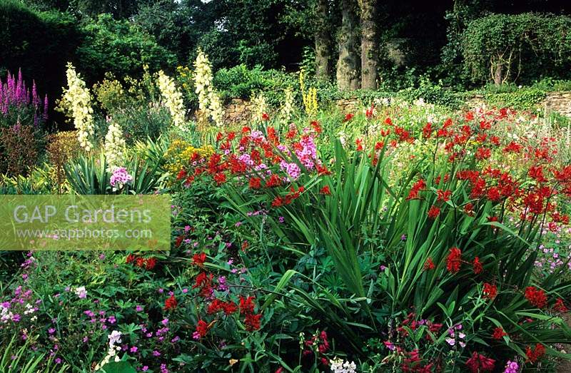 Munstead Wood Surrey Gertrude Jekyll garden the Summer garden with Crocosmia Lucifer and Yuccas in mixed border
