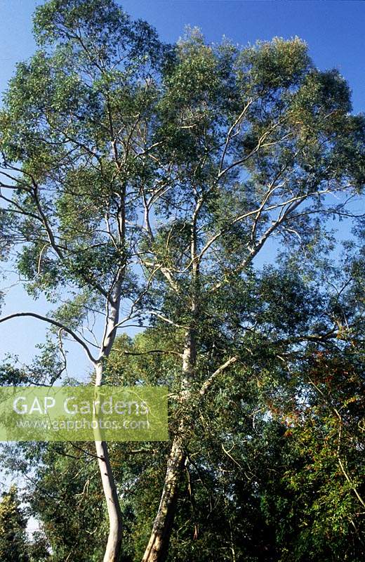 Eucalyptus parviflora