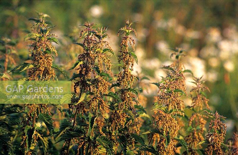 Stinging Nettle Urtica dioica