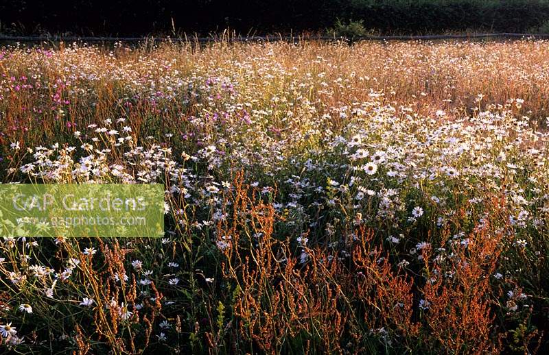The Oast Houses Hampshire wildflower meadow 2006 on sandy soil Sheep s sorrel ox eye daisies musk mallow lesser knapweed