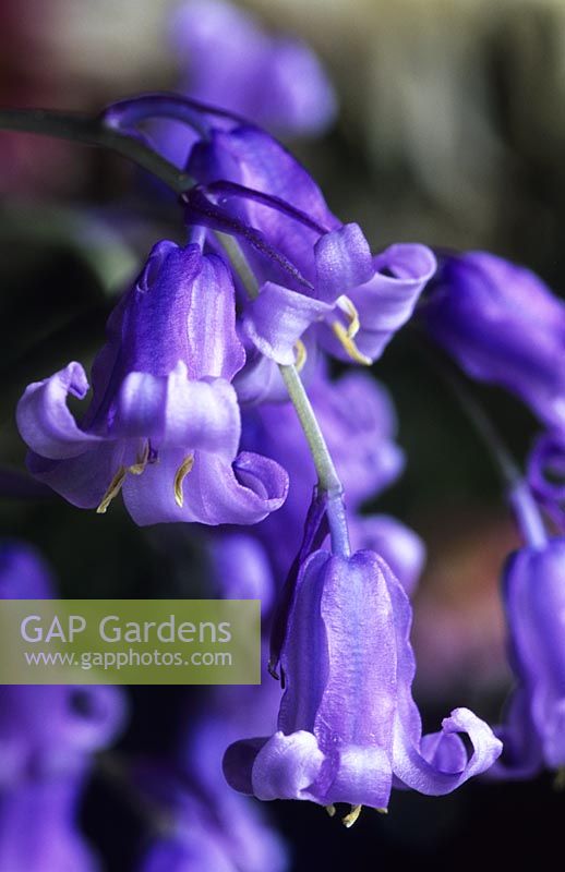 Native wild bluebells Hyacinthoides non scriptus