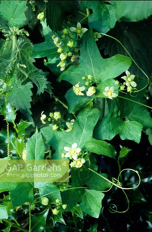 twining tendrils of climbing white Bryony Bryonia dioica