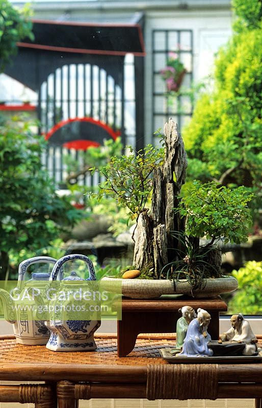 private garden Wolverhampton bonsai Cotoneaster