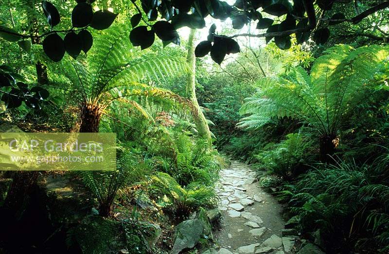 Lost Gardens of Heligan Cornwall the Ravine Garden with tree ferns Dicksonia antarctica shade woodland path