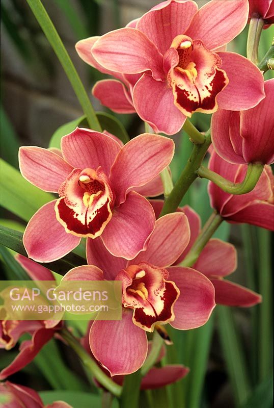 Cymbidium hamsey x musita