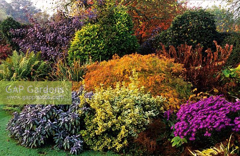 Eastgrove Cottage garden Worcestershire autumn garden border Acer palmatum Dissectum purple Sage Euonymus Emerald n Gold Aster