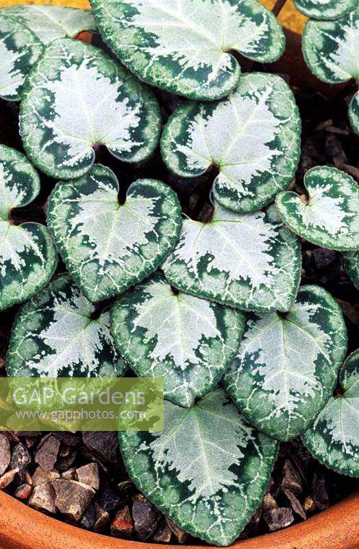 Cyclamen graecum leaves