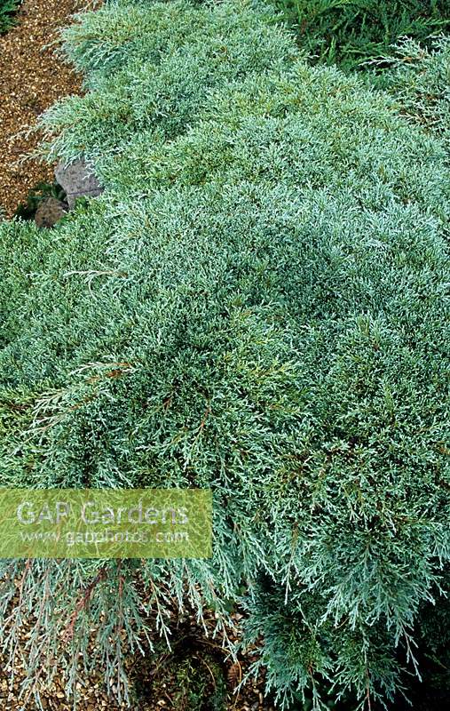 Cupressus macrocarpa Greenstead Magnifica
