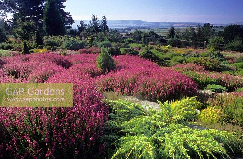 Champs Hill Sussex Daboecia cantabrica Atropurpurea and conifers with view across garden to distant landscape sandy soil