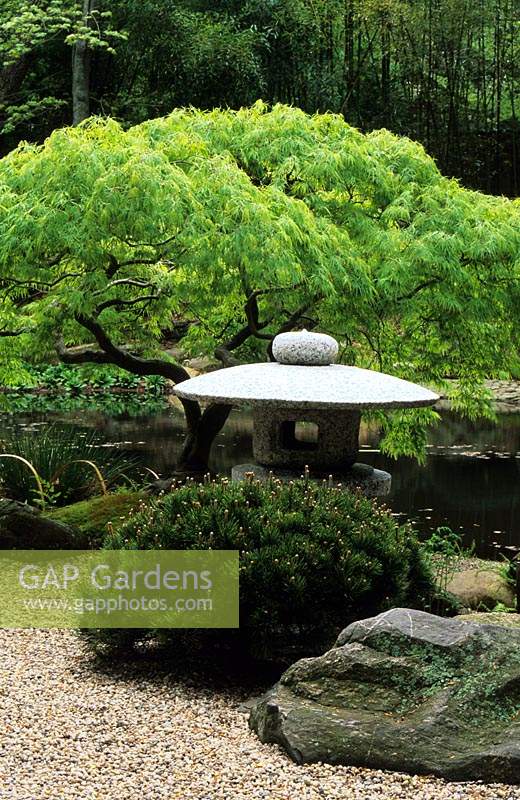 Hume Japanese Stroll Garden Hempstead CT Pinus mugo Pumilo Acer palmatum Dissectum Wind temple statue rocks summer May garden