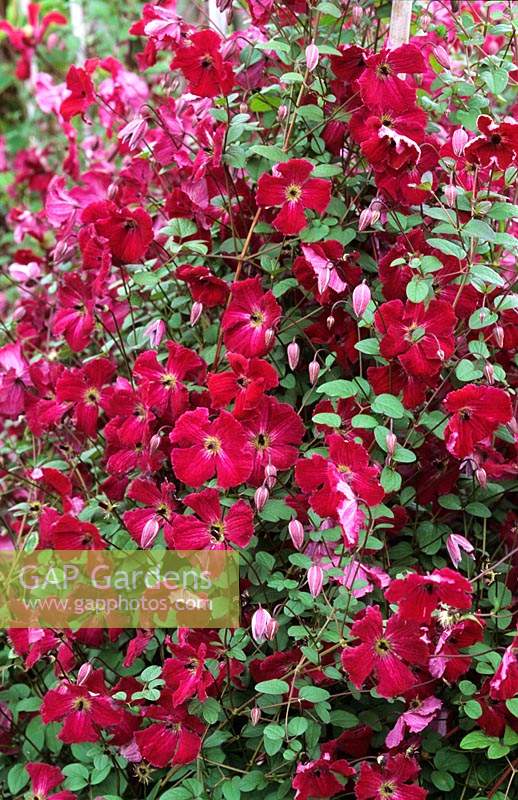 Clematis viticella Abundance