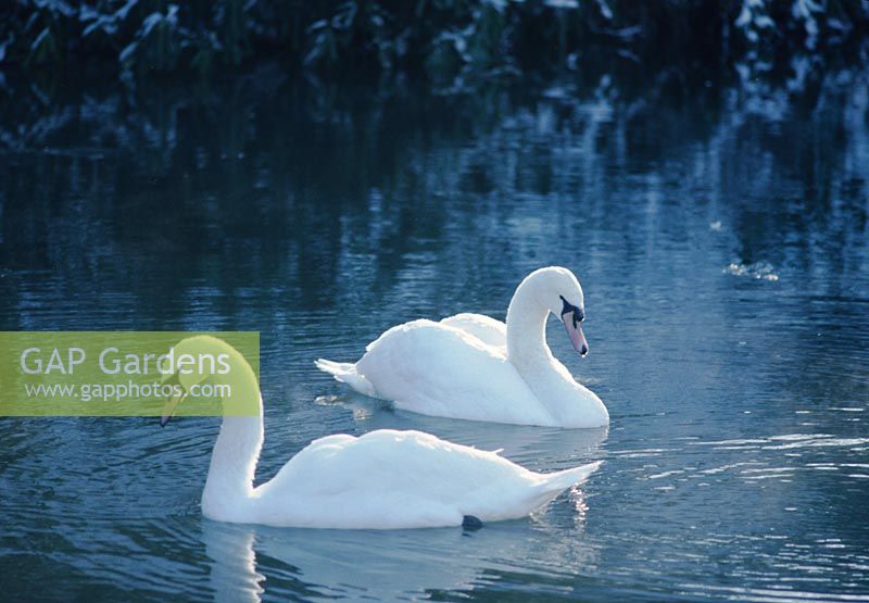 swans swimming on pond