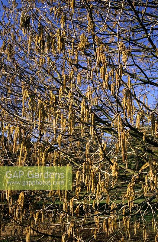 Corylus colurna catkins