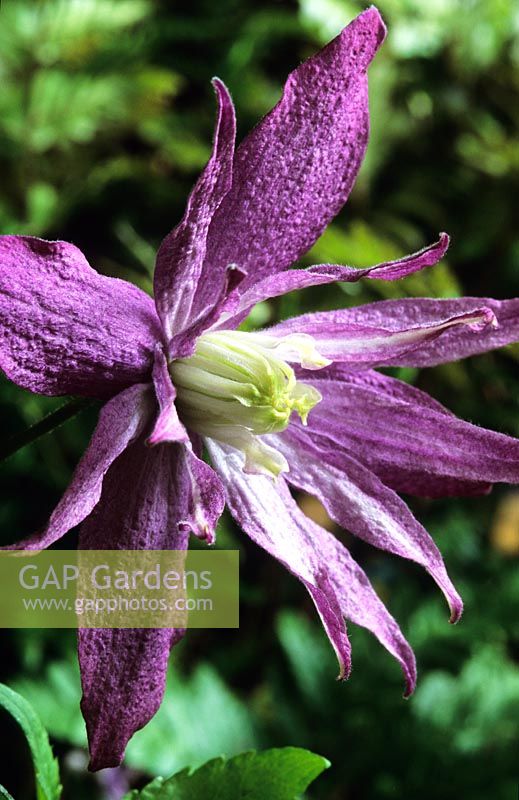 Clematis macropetala Jan Lindmark