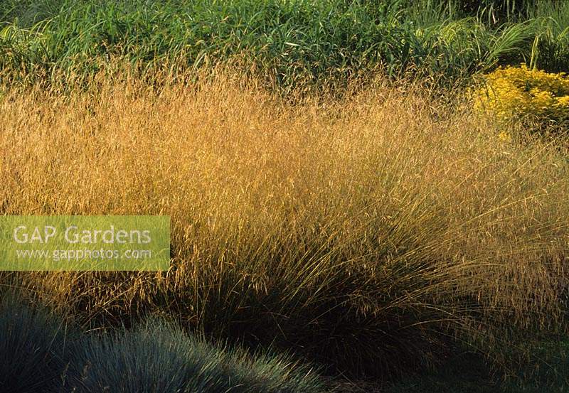 Deschampsia cespitosa Goldschleir