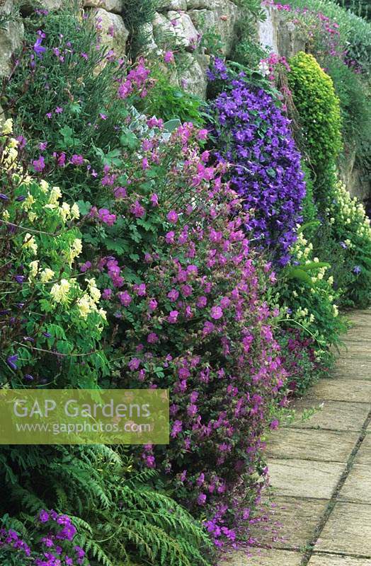 RHS Wisley Surrey north facing stone wall with Geranium x cantabrigense and Corydalis growing from crevices