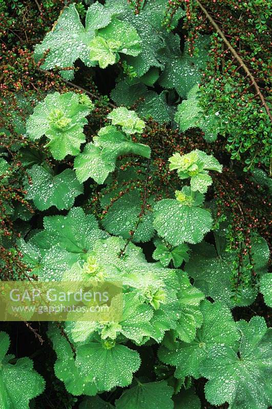 Alchemilla mollis raindrops Cotoneaster horizontalis