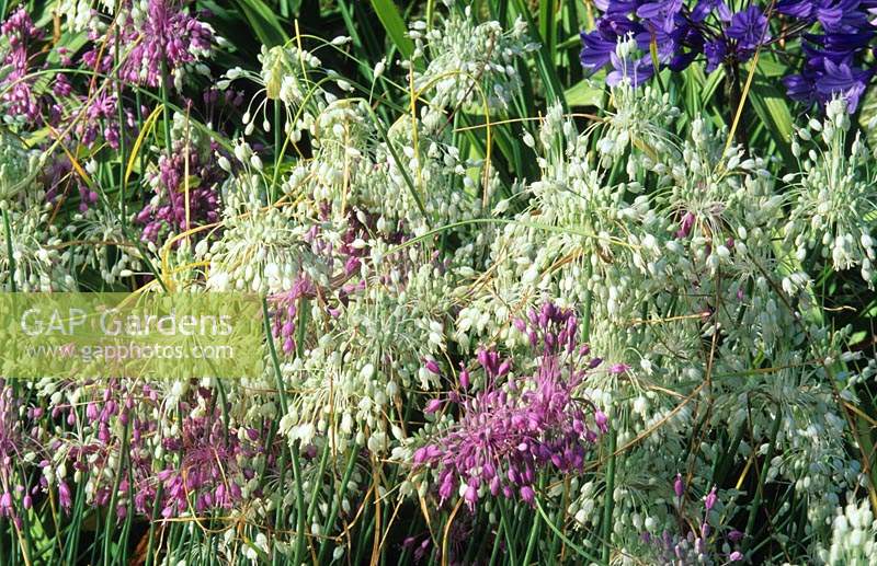 Allium carinatum subsp pulchellim