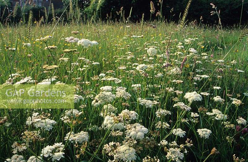 Sticky Wicket Dorset summer wildflower meadow with corky fruited water dropwort garden plant combination