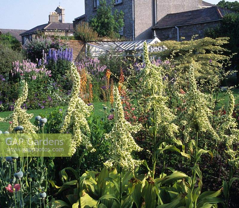 The Dillon Garden Dublin Ireland mixed border with Veratrum album