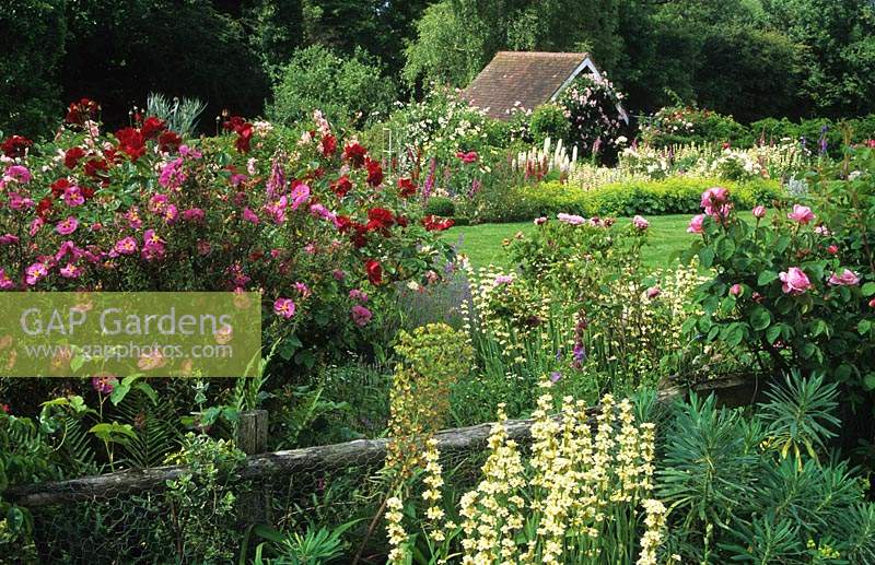 Frith Lodge Sussex roses and perennials with view across fence to garden building Rosa Frensham Cystus Sisyrinchium striatum Eup
