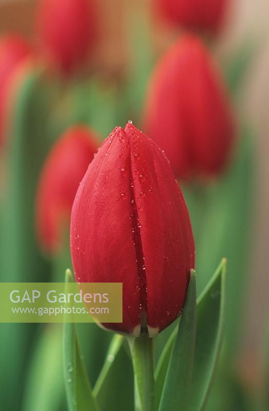 Tulipa 'Prominence' in bud just before opening