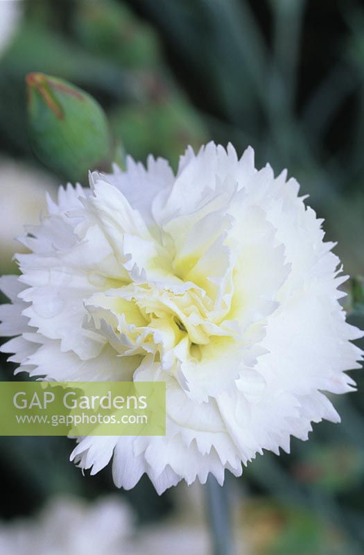 old fashioned pink Dianthus Devon Dove