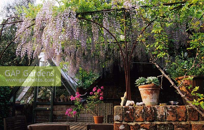 Park Terrace Sussex Wisteria hanging over table eating area