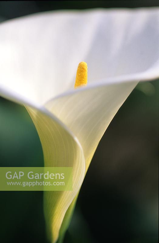 Arum Lily Zantedeschia aethiopica