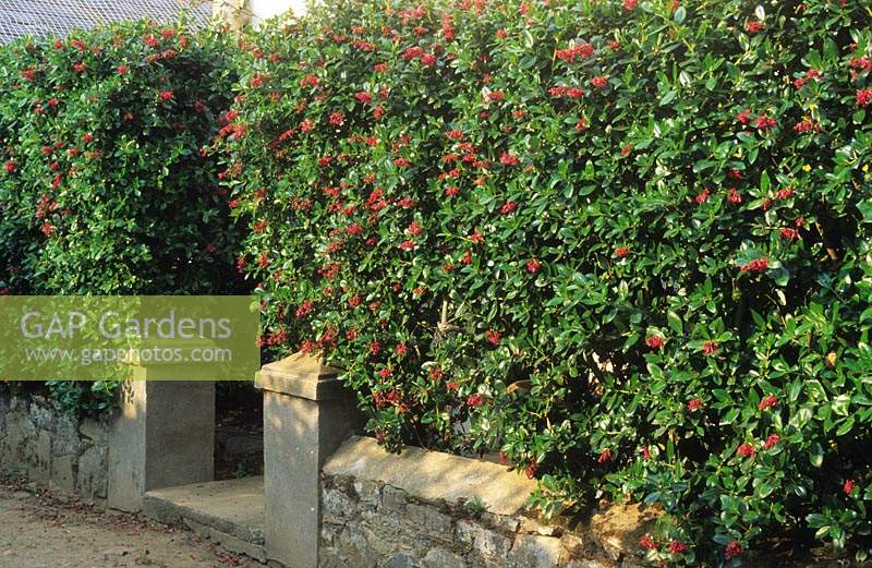 Escallonia hedge and low stone wall