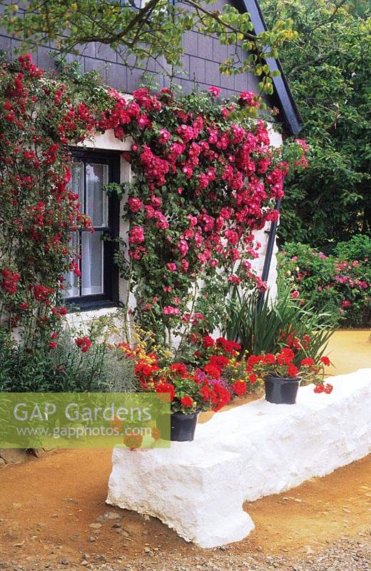 private garden Sark Isles of Scilly small cottage front garden with climbing rose Rosa American Pillar on white washed wall pots