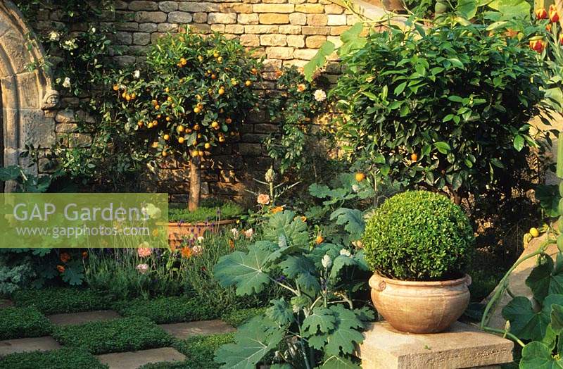 Chelsea FS 1998 Design Bunny Guinness The Herbalist s Garden Boxwood sphere in pot with nectarine in large container thyme squar