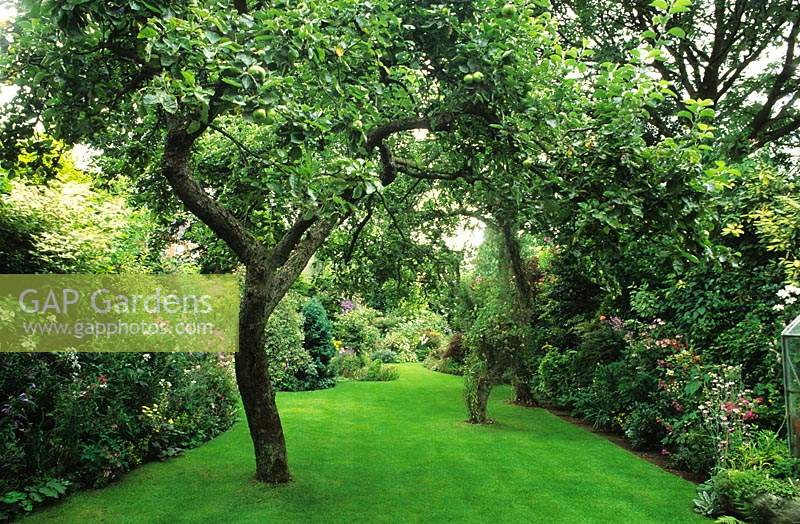 Apple tree insmall suburban town garden