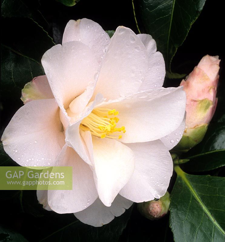 Camellia japonica Hagoromo syn Magnoliflora