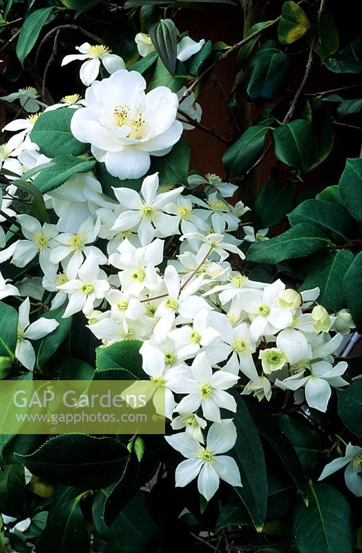 Clematis armandii growing through white Camellia