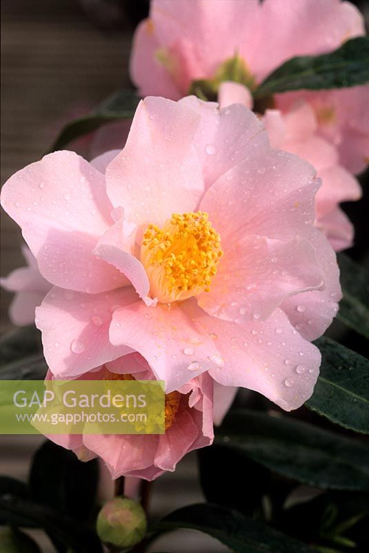 Camellia japonica Billy McFarland