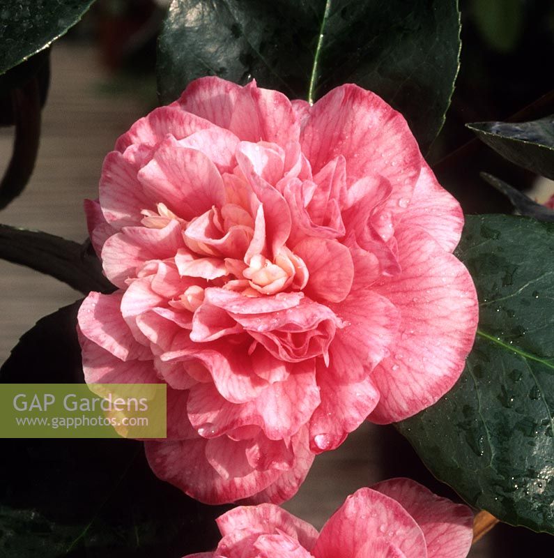 Camellia japonica Betty Sheffield Supreme