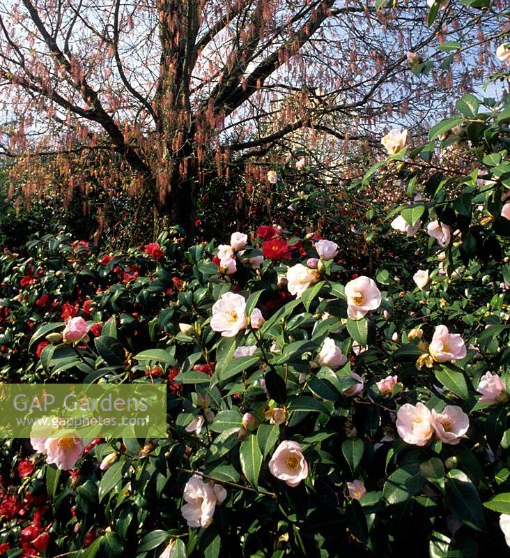 Hilliers Arboretum Hampshire Camellia japonica Satanella and Camellia x williamsii Elizabeth de Rothschild underplanted Acer neg