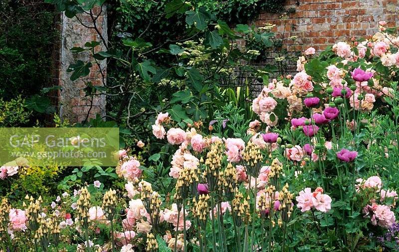 Hadspen House garden Somerset rose Rosa Fritz Nobis poppy allium