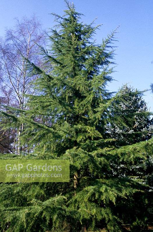 cedar Cedrus deodara Aurea