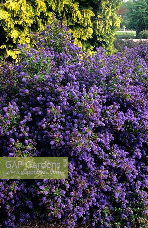 California lilac Ceanothus rigidus