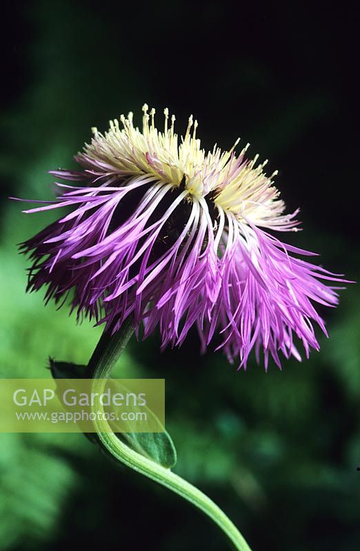 Centaurea rothrockii Purple Scotch